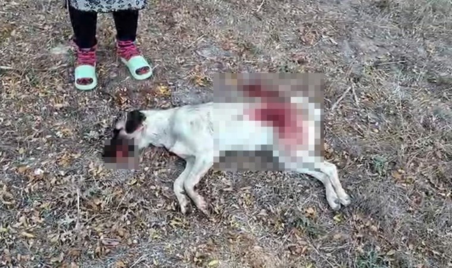 Antalya’da vahşet: Tüfekle komşusunun beslediği köpeği öldürdü, serbest bırakıldı!